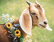 goat